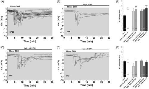 Figure 2. Effects of different CA inhibitors on AD development during 30 min OGD in the CA1 region. (A–D) The graphs show the d.c. shift traces during 30 min OGD in untreated OGD slices (A, n = 20), in the presence of 20 µM ACTZ (B, n = 5), 3 µM AN11-740 (C, n = 8) and 5 µM AN6-277 (D, n = 7). Each inhibitor was applied at least 20 min before OGD and maintained for all the insult. (E) Each column represents the mean ± SEM of AD latency recorded in hippocampal slices during 30 min OGD in different experimental groups. AD was measured from the beginning of OGD insult. *p < 0.05, **p < 0.01, ***p < 0.001 vs. OGD, One-way ANOVA followed by Bonferroni post hoc test. (F): Each column represents the mean ± SEM of AD amplitude recorded in the CA1 region during 30 min OGD. The number of slices is reported in the columns.