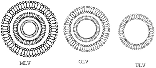 Figure 2. Major types of niosomes, MLV (multilamellar vesicles), OLV (oligolamellar vesicles) and ULV (unilamellar vesicles). Small circles (o) represent polar head group, sticks (–) represents apolar tails of single-chain surfactant molecules and a bilayer membrane represent a circular double surfactant molecules layer oriented in continuous tails-to-tails and polar heads lining the inner and outer circle.
