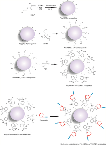 Figure 1. Schematic presentation for the preparation of phenylboronic acid attached nanoparticles and nucleoside adsorption onto poly(HEMA)-APTES-PBA nanoparticles.