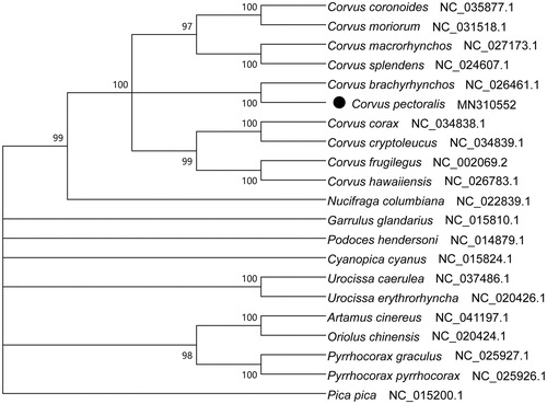 Figure 1. Phylogenetic tree of the relationships among Passeriformes and its related orders based on 13 PCGs.