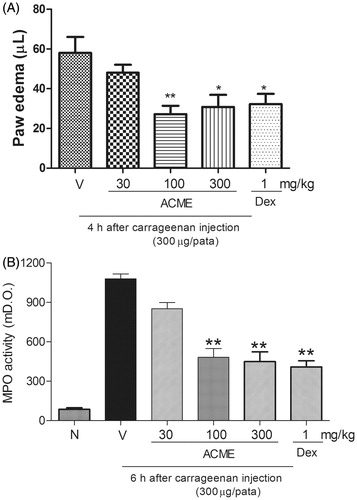 Figure 3. Effect of oral administration of ACME on carrageenan-induced paw edema in mice. Animal received ACME (30, 100, or 300 mg/kg, p.o.), dexamethasone (DEX – 1 mg/kg, s.c.) or vehicle and after 1 h, an intraplantar injection of carrageenan (300 µg/paw) was performed. In (A), the inhibition induced by 30, 100, and 300 mg/kg of ACME and DEX in paw edema (µm) at 4 h after carrageenan injection is shown. In (B), bars show the effect of different doses of 30, 100, and 300 mg/kg of ACME and DEX in increasing of myeloperoxidase (MPO) activity at 6 h after carrageenan injection is shown ACME and DEX. The bars express the mean ± SE of five animals, compared with the vehicle (V) versus the treated group. *p < 0.05, **p < 0.01, one-way ANOVA followed by the Student–Newman–Keuls test.