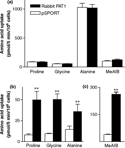 Figure 3.  Influence of Na+ and H+ gradients on rabbit PAT1 cDNA-mediated amino acid uptake. Uptake of [3H]proline (5 µM), [3H]glycine (5 µM), [3H]alanine (5 µM) and [3H]MeAIB (20 µM) was measured for 5 min in HRPE cells transfected either with the empty pSPORT1 vector (open bars) or rabbit PAT1 cDNA (filled bars). (a) The influence of extracellular Na+. Uptake was measured at extracellular pH 7.5 in the presence of a Na+-containing buffer (containing 140 mM NaCl). (b) & (c) The influence of a pH or H+ gradient. Uptake was measured at extracellular pH 5.0 in a Na+-free buffer (140 mM NMDGCl replacing 140 mM NaCl). Results are mean±SEM (n=6). **p < 0.01 rabbit PAT1 versus pSPORT.