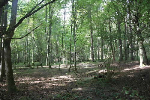 Figure 2. The habitat of Leccinum scabrum in Białowieża Forest (Tilio – Carpinetum subcontinental oak-hornbeam forest).
