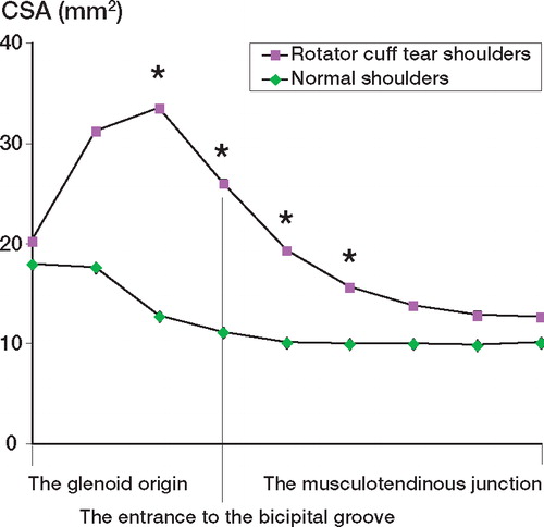 Figure 2. CSA of the LHB tendon (mm2). The CSAs of the LHB tendon near the entrance to the bicipital groove were significantly greater in cuff tear shoulders than in normal shoulders (*p < 0.05).