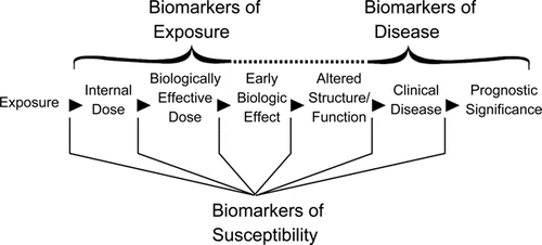 Figure 1 Continuum from exposure to disease. Adapted from NRC(Citation9) and Schulte and Perera.(Citation10). Reproduced from Environmental Health Perspectives.