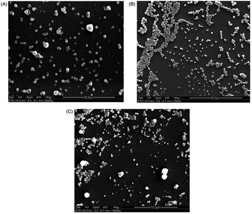 Figure 3. SEM micrographs of the samples NP1 -LO1P (A), NP2-LO2P (B), obtained by nanoprecipitation and EM 1-UN1 (C), obtained by emulsion–solvent evaporation method.