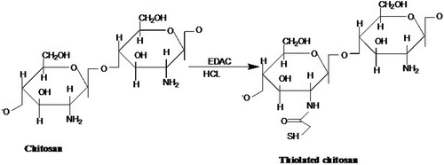 Figure 1. Schematic representation of TCS synthesis. Covalent attachment was achieved by the formation of amide bonds between the primary amino groups of CS and the carboxylic acid groups of TGA-mediated EDC chemistry.