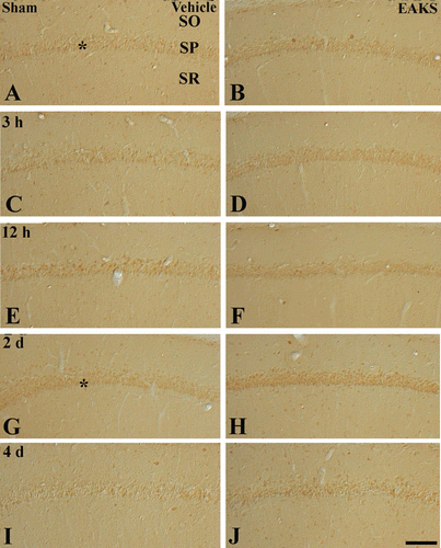 Figure 5.  Mn-SOD immunohistochemistry in the CA1 region in the vehicle-ischemia (A, C, E, G, I) and 50 mg/kg EAKS-ischemia (B, D, F, H, J) groups at sham (A, B), 3 h (C, D), 12 h (E, F), 2 days (G, H) and 4 days (I, J) postischemia. Weak Mn-SOD immunoreactivity is found in the stratum pyramidale (SP, asterisk) in the sham group. In the vehicle-ischemia group, the immunoreactivity is not changed by 12 h postischemia; however, at 2 days postischemia, Mn-SOD immunoreactivity is slightly increased in the SP (asterisk). Four days after ischemia/reperfusion, Mn-SOD immunoreactivity in the SP is very low; however, Mn-SOD immunoreactivity is increased in non-pyramidal cells (arrows). In the EAKS-sham and ischemia group, Mn-SOD immunoreactivity is similar to the vehicle-sham and ischemia group; at 2 days postischemia, the immunoreactivity (asterisk) is much higher than the vehicle-ischemia group. SO, stratum oriens; SR, stratum radiatum. Scale bar = 50 µm.