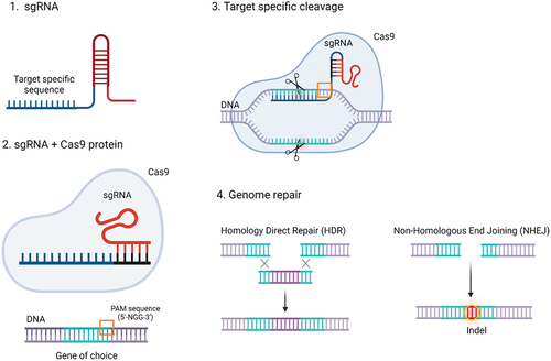 Figure 1. Schematic structure and mechanism of action of CRISPR-Cas9. 1. sgRNA representation. 2. sgRNA + Cas9 protein illustration: the sgRNA-Cas9 exploits the PI domain to recognize and match with PAM sequences in the DNA, (3) triggering the strand separation of the target DNA duplex and promoting sgRNA-DNA hybrid formation, which enhances the DNA DSB. 4. Consequently, the cell pathways for genome repair NHEJ and HDR are enabled and exploited for gene deletions or insertions.