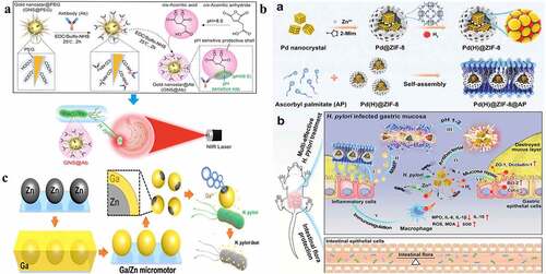 Figure 5. a) Schematic preparation of pH-sensitive GNS@Ab and their application in targeted imaging and photothermal therapy of H. pylori in vivo with antibiotic resistance; b) (a) Schematic diagram of Pd(h)@ZIF-8 and Pd(H)@ZIF-8@AP synthesis and (b) the targeting (i), degradation (II, III), sterilization (IV), regulation of immunity (v), and restoration of gastric mucosa (VI) in the stomach of H. pylori-infected mice, and the influence of intestinal flora homeostasis; c) Schematic illustration of the fabrication and antibacterial process of Janus Ga/Zn micromotors. (a) Reproduced with permission from ref,Citation25 © 2019 Elsevier Inc. (b) Reproduced with permission from ref,Citation23 © 2021 Wiley‐VCH GmbH. (c) Reproduced with permission from ref,Citation115 © 2021 Wiley‐VCH GmbH.