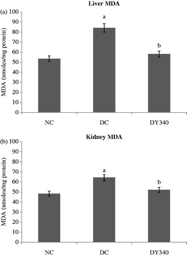 Figure 2. Effect of yacon root flour (340 mg FOS/kg body weight) on malondialdehyde (MDA) concentrations in (a) liver and (b) kidney of normal and STZ-diabetic rats. Data are the mean ± SD. ap < 0.05 compared with non-diabetic control animals; bp < 0.05 compared with diabetic control animals. n = 6 animals per group. NC, non-diabetic control animals; DC, diabetic control animals; DY340, diabetic animals treated with yacon root flour (340 mg FOS/kg body weight).