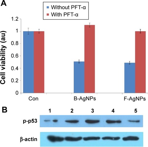 Figure 12 PFT-α inhibits B-AgNPs- and F-AgNPs-induced cell death in a p53-dependent manner.Notes: Cells were pretreated with a p53 inhibitor (PFT-α, 10 μM) for 1 hour and then incubated with respective IC50 concentrations of B-AgNPs or F-AgNPs for 24 hours. Effects on cell viability (A) and protein expression of p-p53 (B) are shown as mean ± SD of three independent experiments. Lane 1 shows control; lane 2 shows B-AgNPs; lane 3 shows F-AgNPs; lane 4 shows B-AgNPs with PFT-α; and lane 5 shows F-AgNPs with PFT-α.Abbreviations: B-AgNPs, bacterium-derived AgNPs; Con, control; F-AgNPs, fungus-derived AgNPs; IC50, half-maximal inhibitory concentration; PFT-α, pifithrin-alpha; SD, standard deviation.
