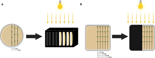 Figure 1. Experimental setup in this study. Examples of different shade approaches we adopted: (a) treatment of small round Petri dishes (92 × 16 mm) within black boxes with a light source at the growth chamber ceiling. (b) Treatment of large square Petri dishes darkened with black covers with a light source at the growth chamber ceiling. Based on the sizes of the petri dishes, three rows of Arabidopsis seedlings were positioned in a and five rows in B, respectively. Each column was spaced 1 cm (10 mm) apart from each other as the label. To ensure consistent positioning, the inner row of seedlings was aligned with the border of the covers.