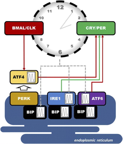 Figure 3. Schematic representation of signaling intersections between UPR and circadian clock. Red and green arrows indicate positive and negative regulation, respectively. Dotted arrows underline presumed regulation of genes by the circadian clock. Identified circadian rhythms for activity or expression of proteins of the UPR are indicated.