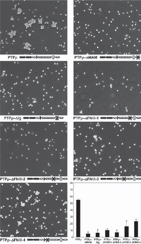 Figure 2. Deletion of any of the extracellular domains of PTPρ disrupts cell-cell aggregation. Sf9 cells expressing deletion constructs of the individual extracellular domains of PTPρ were allowed to aggregate for 30 minutes prior to imaging. Scale bar equals 100 μm. The percentage of Sf9 cell-cell aggregation for each deletion protein was calculated from a minimum of three experiments. An asterisk indicates a statistically significant reduction in aggregation (p < .005).