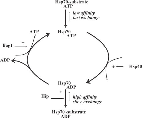 Figure 2. Reaction cycle of the Hsp70 chaperone machine and its regulation by cofactors.