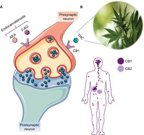 Figure 1 The endocannabinoid system and CB1/CB2 distribution. (A) The mechanism of action of the endocannabinoid system is depicted, with human endocannabinoids AEA or 2-AG binding to CB1 to initiate a signaling cascade through the release of neurotransmitters. THC is also able to bind to CB1, exerting its effects on the central nervous system and peripheral system. (B) Distribution of CB1 and CB2 in the body. CB1 is concentrated in the central and peripheral nervous systems. CB2 is more abundant in the immune system and, to a lesser degree, in the nervous system.