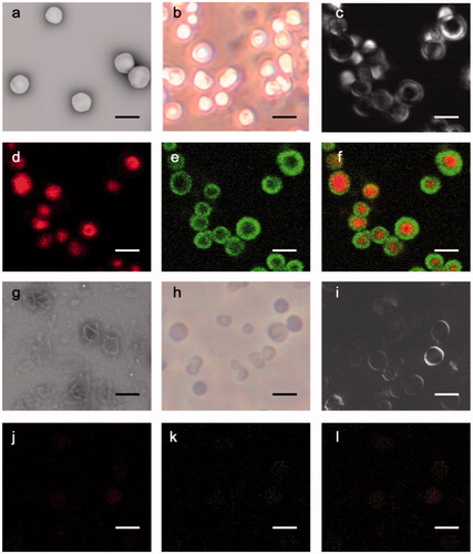 Figure 1. MPN@HMMEs before (a–f) or after (g–l) removing the templates observed by SEM (a, g), reversed biological microscopy (b, h), DIC microscopy (c, i) and fluorescence microscopy (d–f, j–l). Scale bars are 3 μm.
