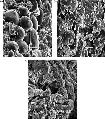 Figure 9. (a) SEM image of drug particles before extraction. (b) SEM image of drug particles after extraction with SME. (c) SEM image of drug particles after extraction by MAE.