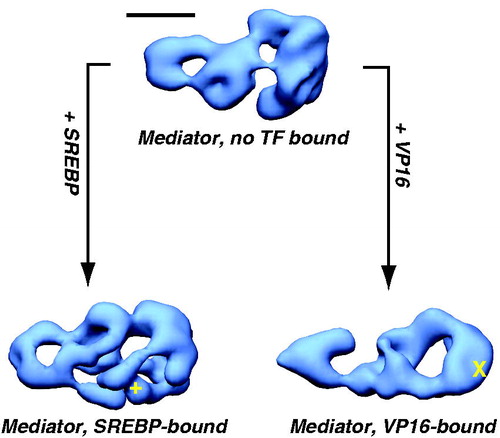Figure 8. TF binding induces structural shifts throughout the human Mediator complex. Similar views of EM structures of Mediator without a TF bound (top), or bound to the activation domain of SREBP or VP16 are shown (Taatjes et al., Citation2002). Note that structural changes appear to propagate throughout the complex, and that structural changes are distinct for each TF. Localization of the VP16 (X) and SREBP (+) binding sites are shown. Scale bar: 100 Å. (see colour version of this figure online at www.informahealthcare.com/bmgwww.informahealthcare.com/bmg).