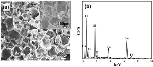 Figure 2. SEM image (a) and EDS analysis (b) of MMBGs.