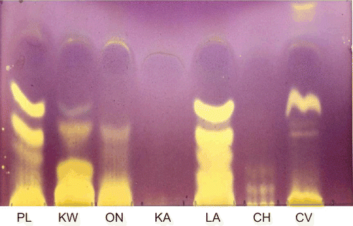 Figure 1.  Chromatogram of 100 μg acetone extracts of the leaves of P. longifolia (PL), K. wilmsii (KW), O. natalitia (ON), K. anthotheca (KA), L. alata (LA), C. harveyi (CH), and C. vendae (CV), separated with CEF mobile phase and sprayed with 0.2% DPPH. Antioxidant compounds are indicated by yellow areas.