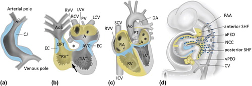 Figure 1. The developing heart; contributions from the second heart field. a: Primary heart tube, consisting mainly of the putative left ventricle (LV) and only very limited parts of the inflow tract (atria, sinus venosus) and outflow tract of the heart. The myocardium of the primary heart tube is derived from the splanchnic mesoderm of the primitive plate, the so-called ‘first heart field’ (FHF). Fetal blood enters the blood at the venous pole, and via peristaltic movements is propelled to the arterial pole of the heart tube. The tube consists at this stage of endocardial and myocardial cells (depicted in grey), with cardiac jelly (CJ, depicted in blue) in between. No epicardial covering is present at this stage. b: The heart tube after looping has been initiated. The tube is now U-shaped. The inner curvature is indicated by an asterisk and is continuous with the bulboventricular or primary fold (arrow) that encircles the heart tube between the primitive left ventricle (“LV”) and primitive right ventricle (“RV”). FHF-derived parts of the myocardium are depicted in grey. In addition, myocardium has been recruited to the arterial and venous heart tube from the mesenchyme situated behind the heart during development, the so-called ‘second heart field’ (SHF, also see panel d). SHF-derived structures are depicted in yellow. The CJ has concentrated at the AV canal (AVC) and outflow tract (OFT) to the endocardial cushion (EC) and will contribute to, for example, the cardiac valves during further development. The venous pole consists of the right cardinal vein (RCV, putative superior caval vein), left caval vein (LCV, that will form part of the putative coronary sinus), and vitelline veins entering the tube. Atrial and ventricular septation have not occurred, yet. The blood from the common atrium (A) passes through the AVC into “LV”, and via the interventricular foramen to the primitive right ventricle “RV” and OFT. The latter is initially positioned entirely above the “RV”. c: Situation after atrial and ventricular septation has been completed. A right atrium (RA) to RV connection has now been formed by an expansion of the AV canal to the right side, thus forming the tricuspid ostium. The OFT has been separated into an aorta (Ao) connecting to the LV and a pulmonary trunk (PT) still connecting to the RV. SHF-derived myocardium is depicted in yellow. d:Scheme of the embryo (lateral view) demonstrating the cellular contributions to the heart. The SHF mesenchyme is depicted in yellow, as are structures derived from this mesenchyme. SHF contributing to the arterial pole of the heart is referred to as ‘anterior SHF’, whereas cells are recruited to the venous pole from the ‘posterior SHF’. The pro-epicardial organ (PEO), that is present at both the venous (vPEO) and arterial (aPEO) pole of the heart (Citation33), is also derived from the SHF. Neural crest cells (NCC, indicated by dark blue dots) reflect an extracardiac contribution to the heart. For additional explanation see text. (AoS = aortic sac; CV = cardinal vein; DA = ductus arteriosus; ICV = inferior caval vein; LA = left atrium; LVV = left venous valve; PAA = pharyngeal arch arteries; PV = primitive pulmonary vein; SCV = superior caval vein; RVV = right venous valve).