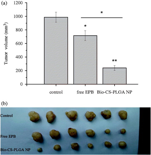 Figure 7. The inhibition effects of EPB-loaded NPs on the in vivo tumor growth. (a: the volume of tumors in nude mice bearing MCF-7 tumors after intravenous injections of free EPB and EPB-loaded NPs; b: the picture of tumors removed from tumor-bearing nude mice at 21 days after the first injections. * and ** represent P < 0.05 and P < 0.01, respectively).