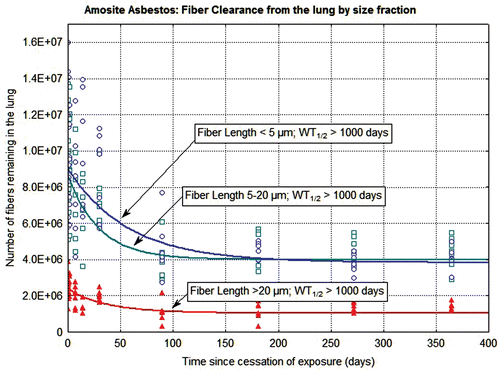 Figure 6.  The clearance of fibers from the lung through 365 days postexposure is shown for amosite-exposed animals. The data and clearance curves for fibers < 5 µm in length, fibers 5–20 µm in length, and fibers > 20 µm in length are presented.