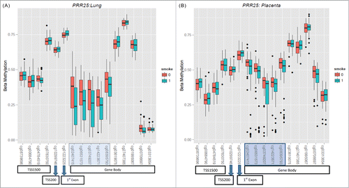 Figure 4. (A). Boxplots of CpG sites in the PRR25 gene in lung tissue. Sites highlighted in blue represents sites that have a nominal P-value < 0.1. (B). Boxplots of CpG sites in the PRR25 gene in placental tissue. Sites highlighted in blue represent those that have a nominal P-value < 0.1.
