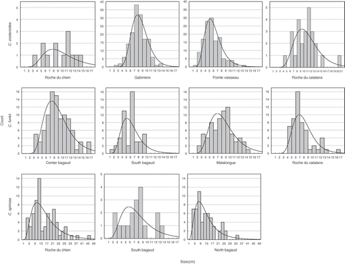 Fig. 2. Size distributions of the main axis with overlaid log-normal distributions of measured colonies of Cystoseira zosteroides, C. funkii and C. spinosa in sampled sites. Distributions with less than 10 measures are not shown.