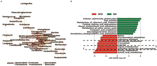 Figure 4. Interactions and functions of gut bacterial communities in obese rats. (A) Correlation network between bacterial species exhibiting varying abundance in the guts of the ND and HFD groups. (B) Linear discriminant analysis coupled with effect size measurement analysis shows the top 10 functions of differentially abundant bacterial species in the intestines of the two groups of rats. ND, normal diet; HFD, high-fat diet; n = 4 per group.