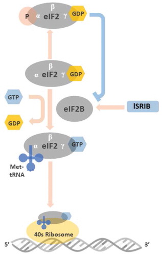 Figure 2. Illustration of the roles of eIF2 and peIF2 in the initiation of mRNA translation Before binding to met-tRNA, the GDP bound to the γ subunit of eIF2 must be switched to GTP. This GDP-GTP exchange process is mediated by eIF2B. The met-tRNA-GTP-eIF2 ternary complex then delivers the met-tRNA to 40S ribosome, a key step for the initiation of mRNA translation. At the stressed condition, once the ISR is activated and the GDP-eIF2 is phosphorylated in its α subunit, the structural change makes GDP-peIF2 no longer a suitable substrate of eIF2B but transforms to an inhibitor of eIF2B. The inhibition of eIF2B by GDP-peIF2 further reduces the pool of functional GTP-eIF2 to bind met-tRNA, and lowers the global protein synthesis via 5ʹcap-dependent mRNA translation. ISRIB rescues protein translation by stabilization and increasing eIF2B abundance that counteracts low level of GDP-peIF2α in treated cells