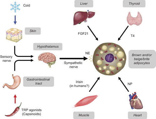 Figure 4. Sympathetic and endocrine control of brown and beige/brite adipocytes.