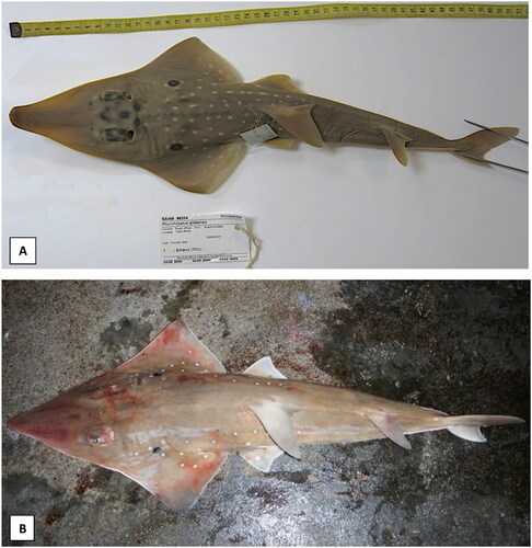 Figure 1. Species reference images of (A) Rhynchobatus djiddensis (Photo by the South African Institute for Aquatic Biodiversity), the whitespotted wedgefish, with prominent black markings between eyes, large number of white spots and black pectoral marking surrounded by four or more white spots and (B) Rhynchobatus australiae (Photo by John Nevill), the bottlenose wedgefish, with bottle-shaped snout slightly constricted near tip, three white spots aligned over the pectoral marking (usually two spots below), a short line of well-demarcated white spots on the mid dorsal surface and no spots on the tail (TL = 137 cm).