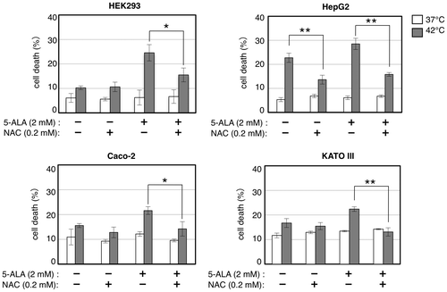 Fig. 7. N-acetylcysteine (NAC) compromises the cell death enhancement by 5-ALA under thermal stress.Notes: Cells were grown with indicated combinations of 5-ALA and N-acetylcysteine (NAC) at 37 (open bars) and 42 °C (closed bars) for 24 h and counted for cell death by trypan blue staining. Bars represent mean ± SEM (n = 3–5). Brackets: *p < 0.05; **p < 0.01.
