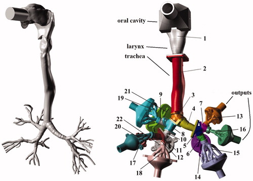 Figure 1. Visualization of the digital geometry (left) and the complete segmented cast model of human airways (right). Reproduced from Belka et al. (Citation2014) with kind permission of The European Physical Journal (EPJ).