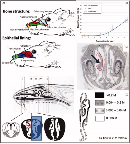 Figure 1. Rat nasal passages, tumor response, and dosimetry. (A) Diagrams of rodent nasal cavity demonstrating prominent bone structures and epithelial lining of the rat nasal cavity (adapted from Alvites et al. 2018). Diagram of the various Levels (I–IV) of the sagittal section of the rat nasal cavity (adapted from Kerns et al. Citation1983). The lower portion shows coronal sections at LI, LII and LIII, where the white represents air passages (meatuses) including the lateral meatus (L) and medial meatus (MM); the black represents bone (lined by epithelium), with nasal turbinates (N), maxilloturbinates (MT) and septum (S) (adapted from Harkema et al. Citation2006; reprinted by Permission of SAGE Publications, Inc.). The red circle at LII corresponds to the tumor shown in C, whereas the shaded blue region corresponds to the CFD flux estimates in D. (B) Dose-response for nasal tumors two animal bioassays (data adapted from U.S. EPA (Citation2010)). Green vertical line represents the dose (ppm) at which formaldehyde would increase tumor “extra risk” by 10% (data plotted using BMDS v3.1). (C) H&E stained early squamous cell carcinoma (arrow) arising from the nasoturbinates of a rat exposed to 15 ppm formaldehyde (adapted from Swenberg et al. Citation1980). The red circle corresponds to the red circle in A. (D) Map of simulated formaldehyde flux along airway walls based on CFD modeling in rat nose (coronal section) at 252 ml/min airflow (reprinted from Kimbell et al. (Citation1993) with permission from Elsevier). M: maximum mass flux at walls.