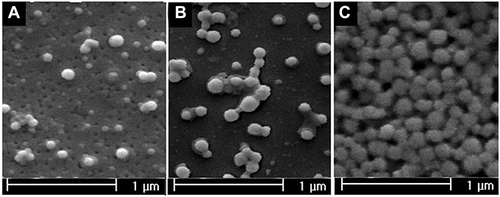 Figure 1 Transmission electron microscope of HSA-GEM/CUR NPs (A); RGD-HSA-GEM/CUR NPs (B); RGD-HSA-GEM/CUR NPs after 6 months (C).