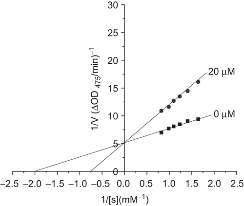 Figure 2.  Lineweaver–Burk plots for inhibition of 2,3′,4,4′,5′-pentahydroxydiphenylketone on mushroom tyrosinase for the catalysis of dopa at 25°C, pH 6.8. Concentrations of 2,3′,4,4′,5′-pentahydroxydiphenylketone (compound 6) for curves were 0 and 20 μmol/L, respectively.