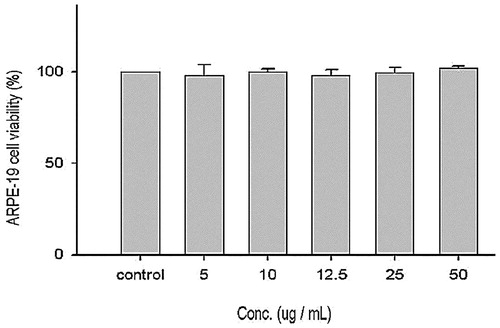 Figure 5. Effect of EtOAc extract of CJ on cell viability of ARPE-19 cells. Values were expressed as means ± SD. Data bearing different letters were significantly different (p < 0.05).