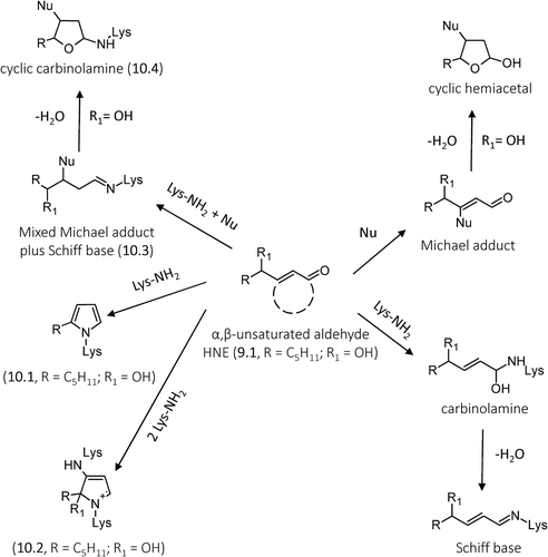 Figure 10. General reaction mechanisms of ALEs formation for hydroxylated and nonhydroxylated α,β-unsaturated aldehydes with specific focus to HNE-derived ALEs.