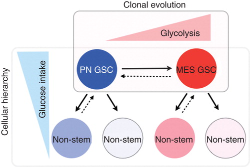 Figure 1. Schema showing the combined concept of cellular hierarchy model and cellular evolution model. Association with glucose metabolism is also described.