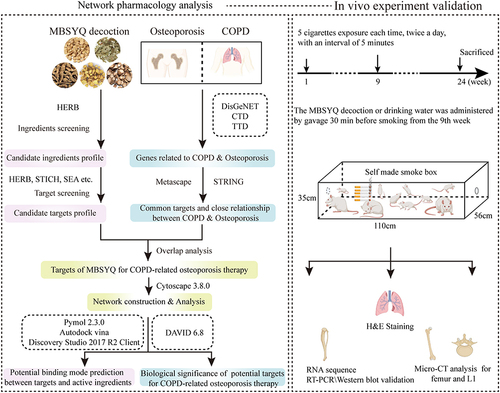 Figure 1 Schematic diagram of the study to explore the pharmacological mechanisms of MBSYQ in COPD-related osteoporosis.