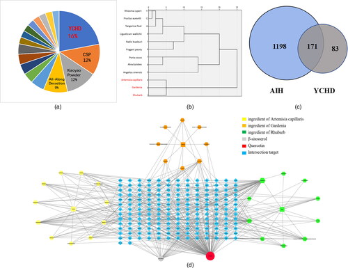 Figure 1. Network pharmacological analysis of key active ingredients in Yinchenhao decoction.The treatment of AIH compound frequency ratio statistics pie chart (A). Blue represents Yinchenhao decoction (16%), orange represents Chaihu Shugan Powder (12%), gray represents Xiaoyao Powder (12%), and yellow represents All-Along Decoction (9%). Single drug cluster dendrogram for AIH (B). Cluster analysis by SPSS, the abscissa for drug use frequency, ordinate for drug name, among them, the red fonts are artemisia capillaris, gardenia and rhubarb, respectively. The three drugs were grouped into one type, and the combined use frequency was 24 times. Venn diagram of YCHD and AIH candidate targets (C). The blue part is the target of AIH, the gray part is the target of YCHD, and the 171 intersections are potential targets of YCHD in the treatment of AIH. Network diagram of “active ingredient-target” of YCHD (D). The blue color refers to 171 putative targets of YCHD for the treatment of AIH. The yellow color represents the ingredient of artemisia capillaris, the orange color represents the ingredient of Gardenia, and the green color represents the ingredient of rhubarb. The gray circle represents β-sitosterol, which is a common component of artemisia capillaris, gardenia, and rhubarb.