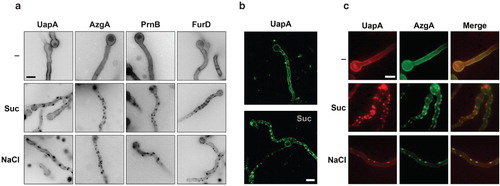 Figure 1. (a) Hypertonic media elicit a cortical patchy appearance of A. nidulans GFP-tagged transporters observed by epifluorescence microscopy. Upper panel: Control samples (–) were grown for 13 h in MM (urea 5 mM, glucose 1%) at 25°C, which permit the induction of transporters during conidiospore germination (Pantazopoulou and Diallinas Citation2007). Lower panels: Samples grown similarly as control samples, but then transferred to the same media containing 0.8 M Sucrose (Suc) or 0.5 M NaCl. Here and in several subsequent Figures, images were converted to 8-bit inverted grayscale. (b) Confocal laser scanning microscopy of UapA-GFP cellular expression in control media (–) or after 1 min exposure to 0.8 M Sucrose (Suc). (c) Epifluorescence microscopy of a strain expressing simultaneously UapA-mRFP and AzgA-GFP in control (–) or hypertonic (Suc, NaCl) media. Notice the overlap of red and green fluorescence (merge). Scale bars shown here and in subsequent figures correspond to 5 μm unless otherwise stated.