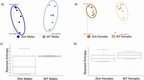 Figure 3. Gut microbiota dysbiosis in males and females Ztm mice. Stools from WT (males n = 7, females n = 9) and Ztm mice (males n = 6, females n = 10) were analyzed. (a, b): Principal Component Analysis (PCA) of Jaccard distances for Ztm and WT mice show clustering between Ztm and WT males (a) and females (b). The closer the spatial distance of the sample, the more similar the species composition of the sample. (c, d): Shannon Index expression of alpha diversity (variation/complexity of the microbiome within the group). WT males show a less diverse microbiota than Ztm males (c). Similar alpha diversity observed int the Ztm and WT females (d).