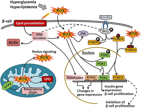 Figure 2. Oxidative stress and HNE impair insulin signaling. Hyperglycemia and hyperlipidemia induce ROS generation, which in turn promote lipid peroxidation and formation of reactive aldehydes (e.g. HNE) that can further bind to IRS and impair IRS function. Elevated intracellular ROS can damage DNA and lead to the formation of 8OHG. In addition, ROS can induce UCP2 in mitochondria or inactivate PDX1. Furthermore, activation of IRS1 leads to phosphorylation of FOXO1 transcription factor and FOXO1 nuclear export. However, ROS can either directly induce acetylation of FOXO1 or through JNK phosphorylate FOXO1 at different residues and thus promote FOXO1 nuclear translocation. FOXO1 also competes for the PDX1 promoter and represses the expression of PDX1 that is responsible for β-cell proliferation.