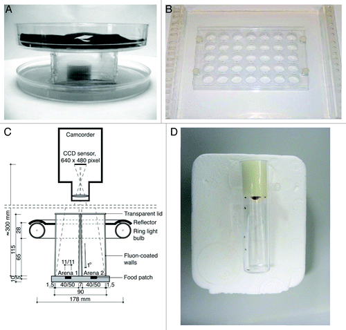 Figure 1. Different set-ups to study aggression in Drosophila. (A) Arena with a centrally placed food cup that can contain yeast paste or a virgin female, allowing the videotaping of aggressive behavior.Citation68 (B) Set-up allowing the simultaneous recording of 35 arenas, usually during a 15 min period.Citation72 (C) Scheme of a set-up compatible with CADABRA software allowing automated scoring of lunging, tussling, wing threats and chasing of two pairs of flies simultaneously. This set-up can be expanded to analyze eight pairs of flies simultaneously.Citation67 (D) Set-up allowing the instant analysis of the aggressive encounters between groups of eight flies over a 2 min period.Citation6,Citation12,Citation73