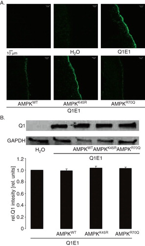 Figure 3. Co-expression of AMPK decreased the KCNQ1 protein abundance within the plasma membrane of oocytes. (A) Confocal images of KCNQ1 protein abundance in the plasma membrane of Xenopus oocytes injected with water (2nd upper panel), expressing KCNQ1/KCNE1 without (3rd upper panel) or with additional co-expression of wild type AMPK (1st lower panel), of kinase dead mutant αK45RAMPK (2nd lower panel) or of constitutively-active γR70QAMPK (3rd lower panel). The cells were subjected to immunofluorescent staining using FITC-conjugated antibody (grey/green). The 1st upper panel serves as control (absence of primary antibody). (B) Original Western Blots of total KCNQ1 (upper panel) and GAPDH (lower panel) in Xenopus oocytes injected with water (1st lane), expressing KCNQ1/KCNE1 without (2nd lane) or with additional co-expression of wild-type AMPK (3rd lane), of kinase dead mutant αK45RAMPK (4th lane) or of constitutively-active γR70QAMPK (5th lane). The lower bar diagram displays the densitometric analysis of the Western blots (arithmetic means ± SEM [n = 3]).